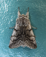 Pleromelloida conserta