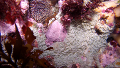 Cinachyrella