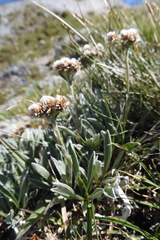 Antennaria carpatica