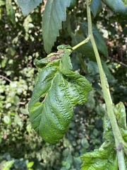 Taphrina japonica