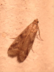 Euzophera cinerosella