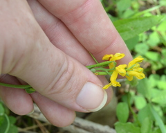 Corydalis micrantha