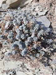 Odontarrhena obtusifolia