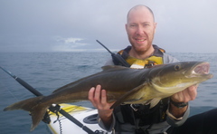 Rachycentron canadum