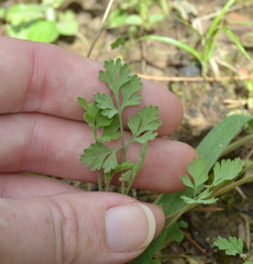 Corydalis micrantha