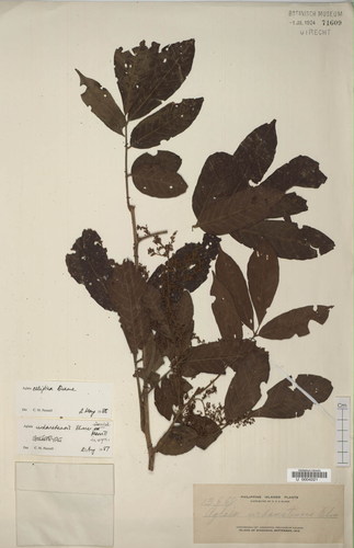 Aglaia elliptica thumbnail
