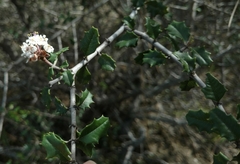 Ceanothus jepsonii