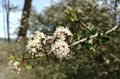 Ceanothus jepsonii