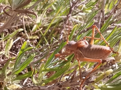 Ephippiger terrestris