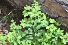 Baptisia nuttalliana