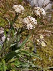 Antennaria carpatica