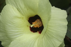Azanza lampas