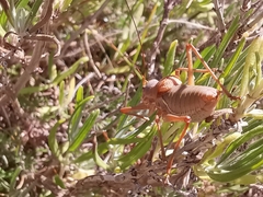 Ephippiger terrestris