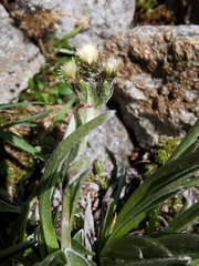 Antennaria carpatica