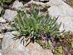 Antennaria carpatica