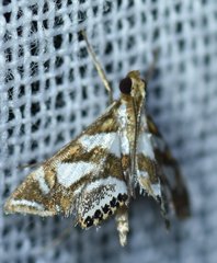 Chrysendeton medicinalis