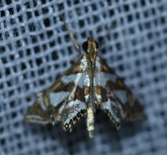 Chrysendeton medicinalis