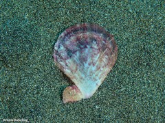 Manupecten pesfelis