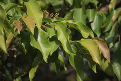 Terminalia chebula