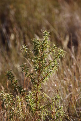 Cliffortia acanthophylla