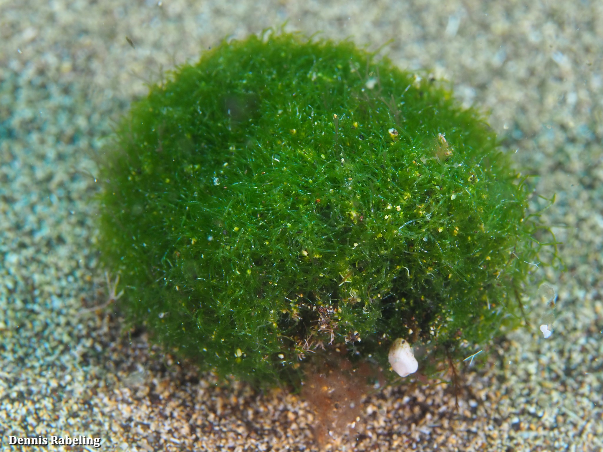 Cladophoropsis