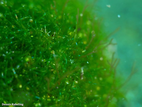 Cladophoropsis membranacea