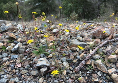Crocidium multicaule