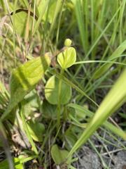 Parnassia glauca