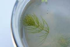 Ceratophyllaceae