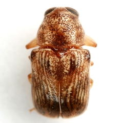 Pachybrachis integratus