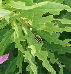 Trirhabda canadensis