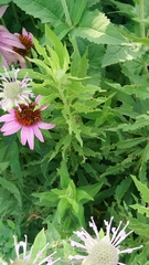 Trirhabda canadensis