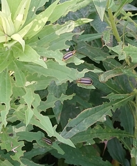 Trirhabda canadensis