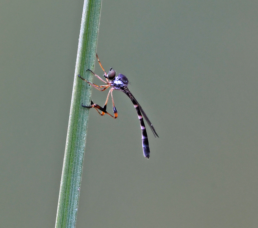 Beameromyia