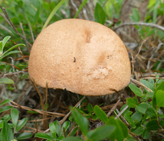 Leccinum vulpinum