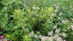 Trirhabda canadensis