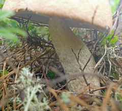 Leccinum vulpinum