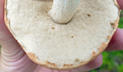 Leccinum vulpinum