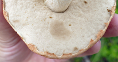 Leccinum vulpinum