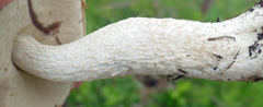 Leccinum vulpinum