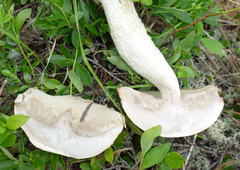 Leccinum vulpinum