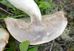 Leccinum vulpinum