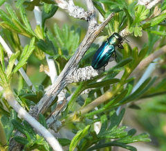 Chrysobothris purpureovittata