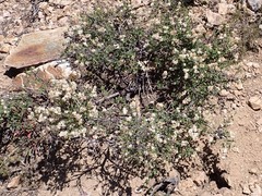 Holodiscus discolor microphyllus