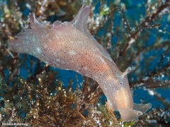 Aplysia punctata
