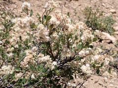 Holodiscus discolor microphyllus