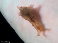 Aplysia punctata