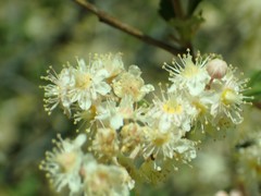 Holodiscus discolor microphyllus