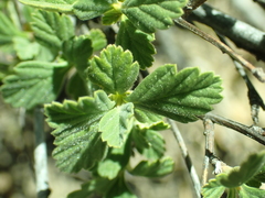 Holodiscus discolor microphyllus
