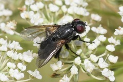Phyto melanocephala